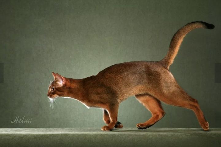 1Abyssinian.jpg