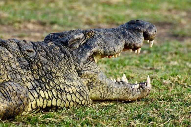 水面下に消えた男性...ワニの襲撃で命を落とす痛ましい事故（写真はイメージです）　Peter Brooker-Unsplash