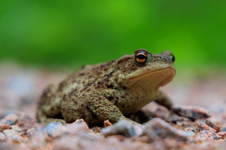 （写真はイメージです）　Henk van Dijk-iStock