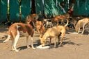 野犬の群れ（写真はイメージ）　Dynamoland-shutterstock