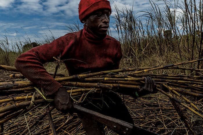 ウズングワ山脈の麓で焼却したサトウキビを刈る労働者。ヘビなどの有害生物を駆除し枯葉を処分するのが目的だ。東アフリカで有数の肥沃なこの地には移住者が急増している<br>