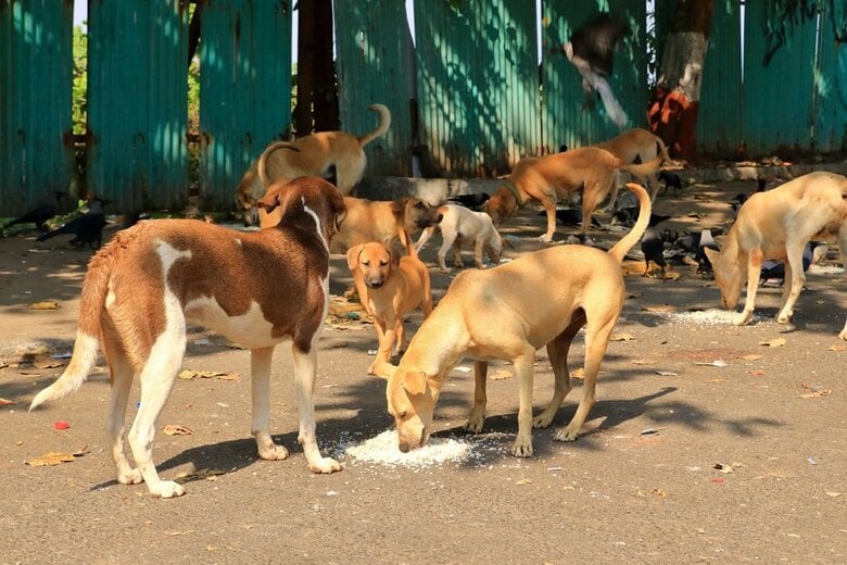 野犬の群れ（写真はイメージ）　Dynamoland-shutterstock