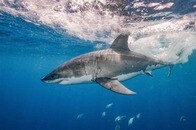 【動画】サメに食われた少年と、少年を引き上げようとする人々