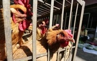 中国、H7N9型鳥インフル感染で4月の死者24人に