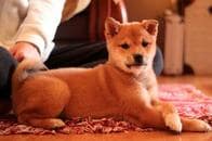 国境を越えた柴犬人気、しかし問題も