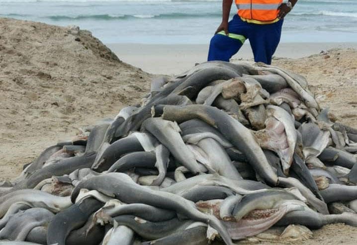 海岸のサメの死体からは、頭と背ビレ、尾ビレが切り取られていた　Cape of Good Hope SPCA