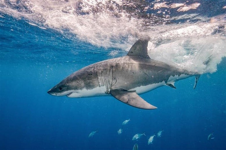 事件現場はサメ多発地帯だった（写真はイメージ）　greenygonewild-shutterstock