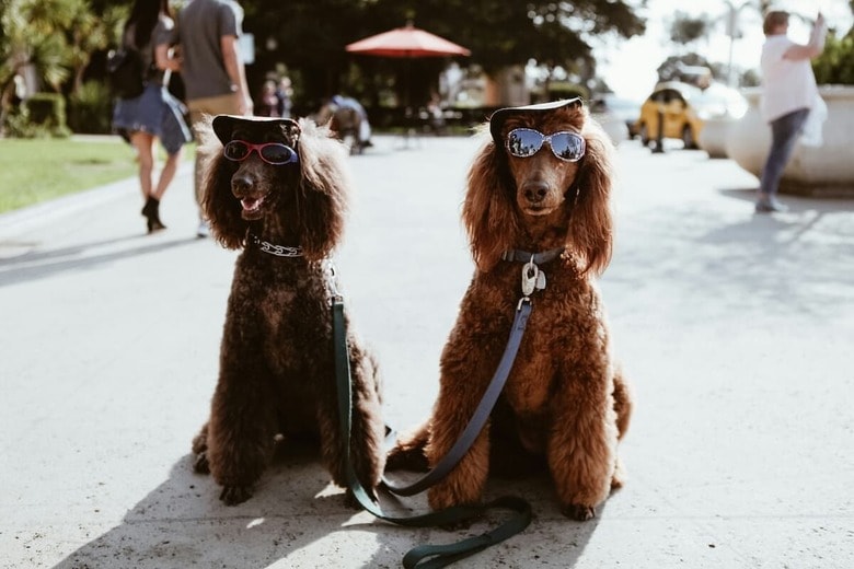 「まるで人間」な犬はSNSに溢れている（写真はイメージです）　Jenny Marvin-Unsplash