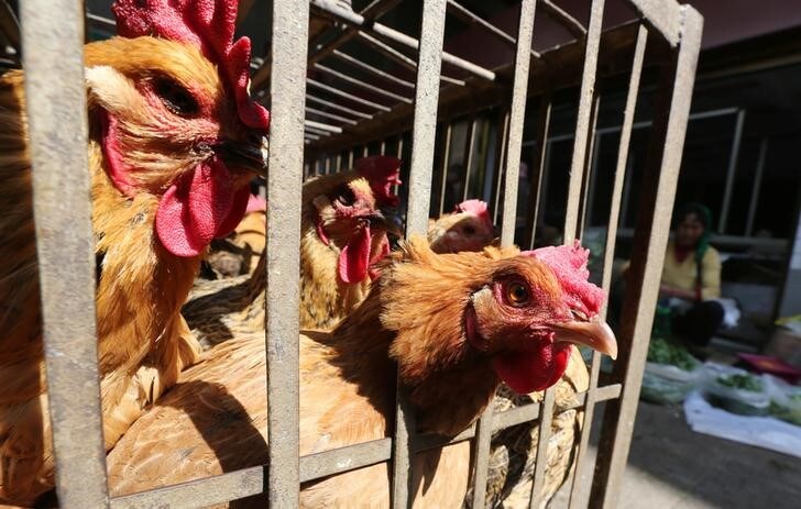 ５月１２日、中国の国家衛生計画出産委員会は、４月はＨ７Ｎ９型鳥インフルエンザによる死者数が２４人となり、３月の４７人から減少したと明らかにした。写真は取引禁止要請が出る前の２月に雲南省で撮影（２０１７年　ロイター）