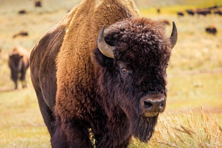 John Boland／Shutterstock