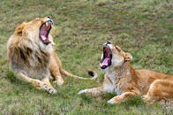 あくびをする動物──ヒト、ライオン、ジュゴン──と謎だらけの「あくびの科学」