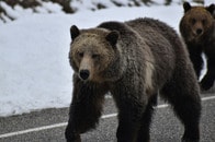 3頭のクマがスキー客を猛追...ゲレンデで撮影された「恐怖の瞬間」映像が話題に