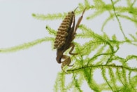 昆虫界でも「イクメン」はモテる！　アピールのために「赤の他人の卵」の世話すらいとわず