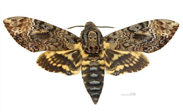 Acherontia_lachesis_MHNT_Female_Nîlgîri_(Tamil_Nadu)_Dorsal.jpg