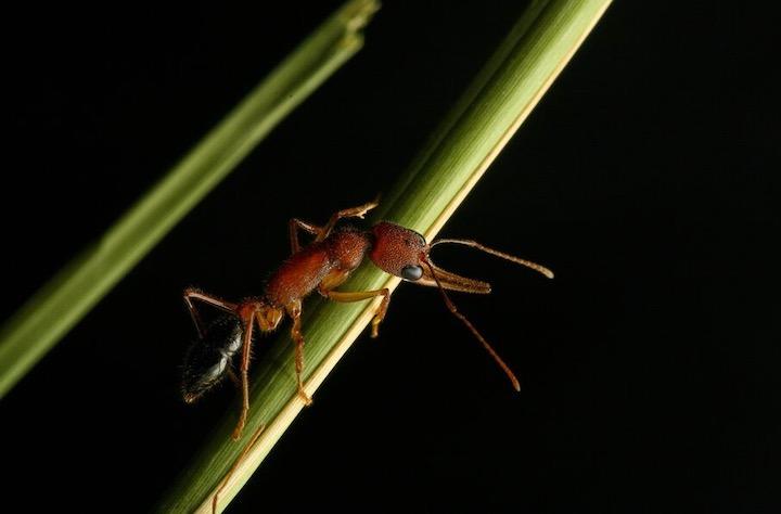 女王アリが死亡した時点から、コロニーのメスの7割ほどが闘いに加わり、争いは最長で40日間ほど続く...... Credit...Clint Penick