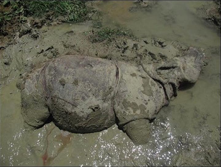 今回、死骸が発見されたジャワサイ。　&copy; インドネシア林業環境省