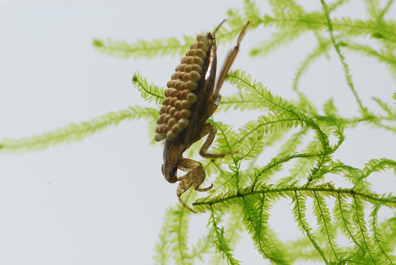 fish1715-Shutterstock