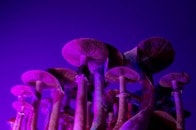 マジックマッシュルーム混入「チョコ」が未成年を狙って流通か...米当局が警告