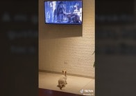 【動画】実写版『ライオン・キング』のハイエナから死に物狂いで逃げる猫