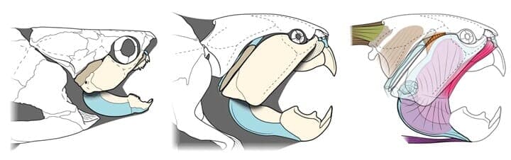 ダンクルオステウスの顎の構造