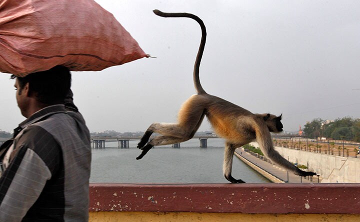 事件のあった村では、住民がサルに襲われる事件が続いていた　Carlos Jasso-REUTERS