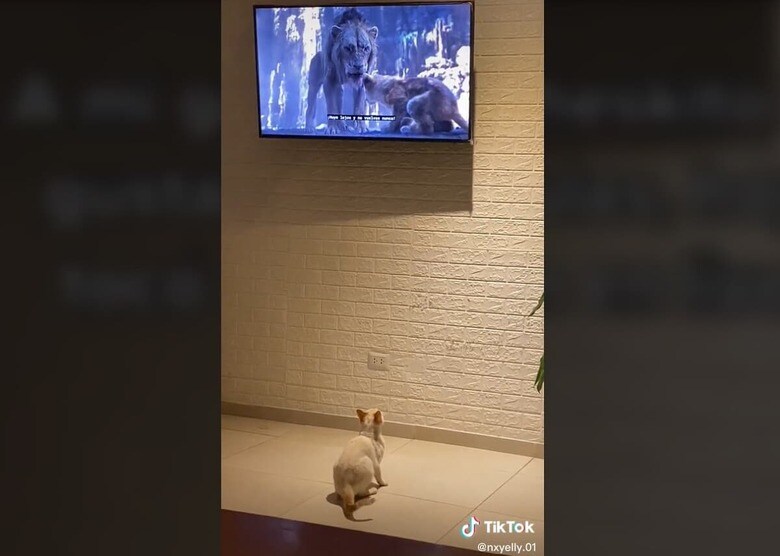 @nxyelly.01/TikTok