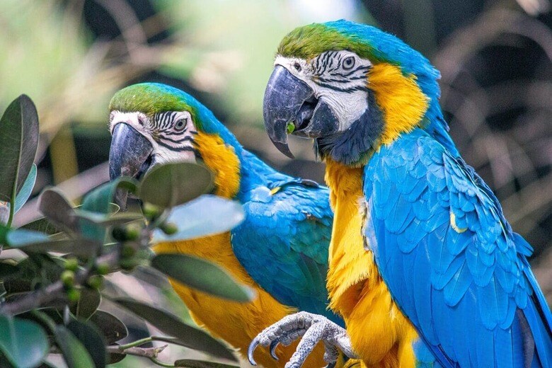 （画像はイメージです）コンゴウインコ　Daniel Sinoca-Unsplash
