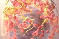 がんは何を食べて生き延びるのか？...「ブドウ糖」の定説に挑む、3人の日本人科学者と外科医