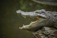 【画像】「口を大きく開けた」巨大ワニ、ボートに飛び乗り襲撃...被害者男性の姿