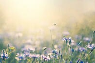 温暖化で野草の40％が減少、朝食に大打撃が