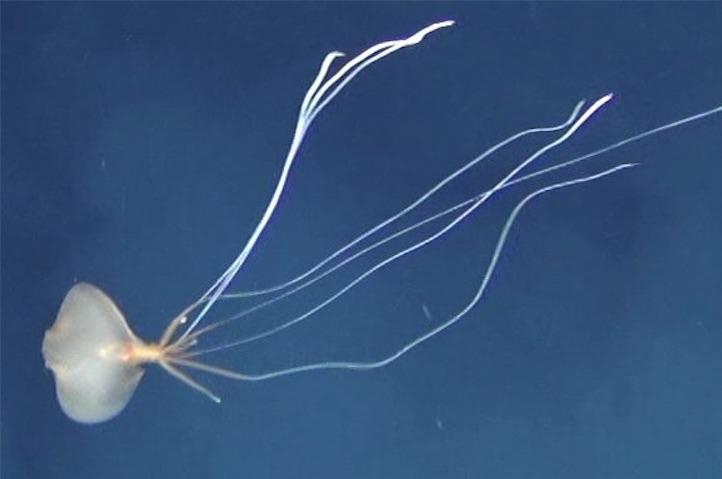 長い足を持つミズヒキイカの生態はほとんど解明されていない　YouTube