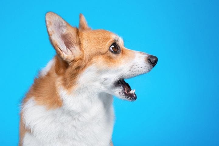 Ирина Мещерякова-iStock