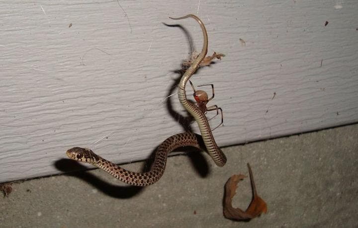 クモに捕らえられたヘビの87％が死んだ  (Image credit: Julia Safer)