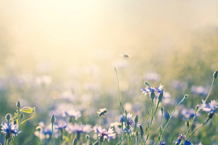 気候変動の影響で、野原に咲くありふれた花も見られなくなるかもしれない　RIKE_/ISTOCK