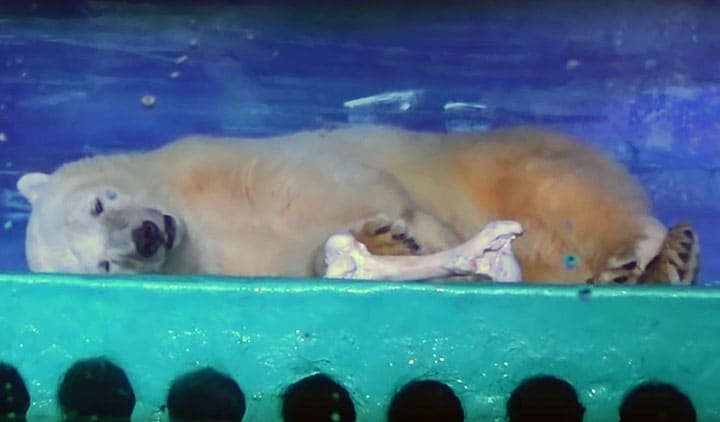 涙をためた？ピザ　ANIMAL ASIA/YOUTUBE