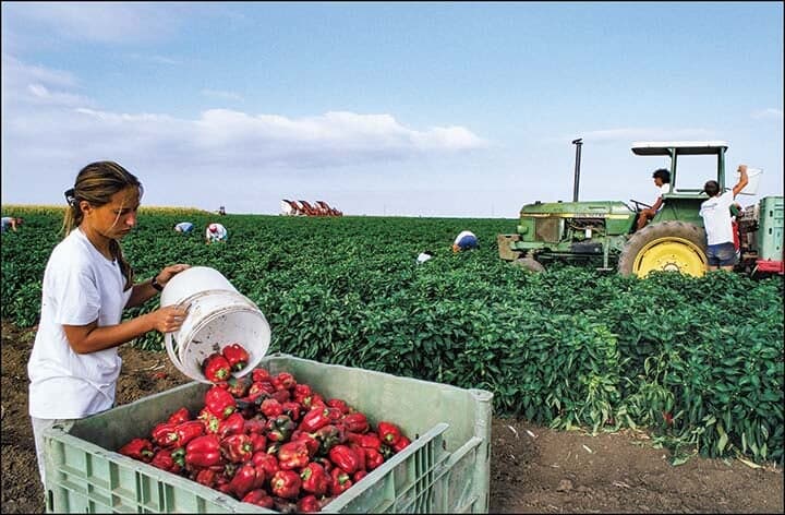 ゴラン高原のキブツ（集団農場）で農作物を収穫する人たち