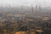 ベルギーで史上最大規模の山火事、ドイツ方面に広がる