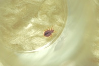 トコジラミ（南京虫）が、ヒッチハイクでやってくる！ 予防策はこれ