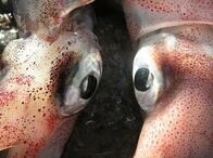 コロナ対策で巨大イカ像を作り、20兆円は手付かず...これで経済が上向く？