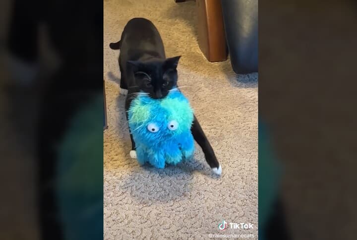 @rainsurnamecats/TikTok