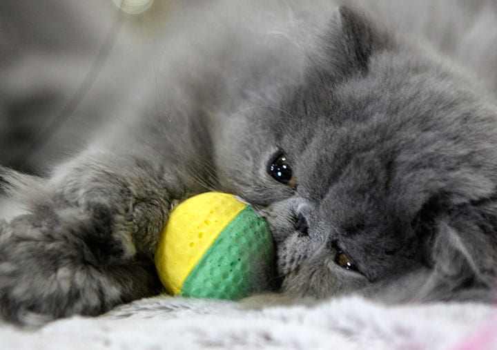 「猫の日」は世界中にたくさんある　Ints Kalnins-REUTERS