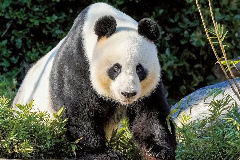 飼育国は減少傾向にある（豪アデレード動物園のパンダ）　ASANKA RATNAYAKE/GETTY IMAGES