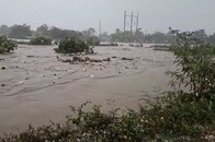 ハリケーン「ベリル」がジャマイカを襲撃、漂流する野犬の衝撃映像がSNSで拡散