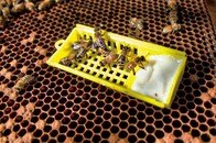 ミツバチを感染症から守れ！新型ワクチン開発、米バイオ企業の挑戦