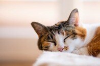 【画像】「愛される価値がある」...安楽死寸前だった保護猫の今