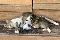 【動画】子猫たちに交じって母猫に抱っこされていたのは...出てきた生き物に唖然