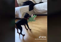 【動画】ぬいぐるみをソファの上に連れていきたくて必死な犬