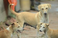 3匹の野良犬に噛まれ、たかられ、引きずられる女子児童...インドで相次ぐ襲撃事件