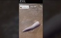 【映像】波打ち際に打ち上げられた「クジラのペニスに見える！」と話題の何か