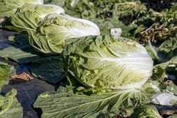 中国で撮影された、発がん性物質を含む「ホルムアルデヒド」に出荷前の白菜を浸す動画にネット民驚愕